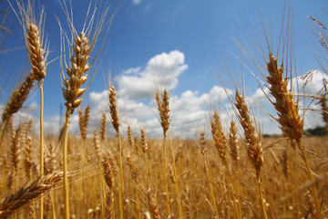 ears of wheat