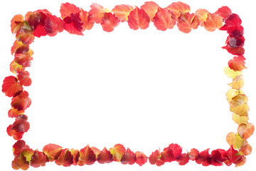 Rectangle of Red and Yellow Leaves