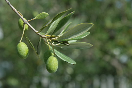 olive verdi verticale
