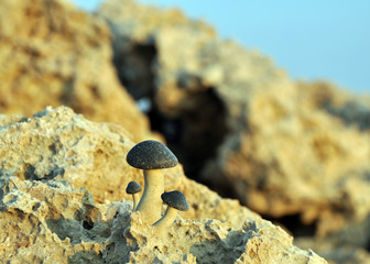 mushrooms