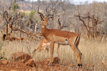 male of impala antelope,Kruger NP,South Africa