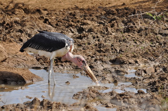 Marabou stork in Kruger national park,South Africa