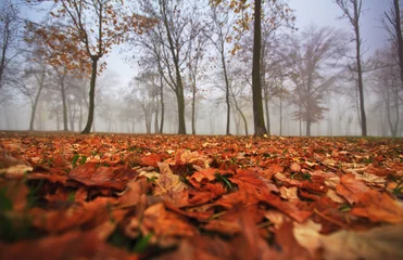  Autumn foliage, trees and fog in November © Calin Tatu