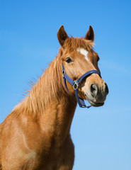 Arabic red horse
