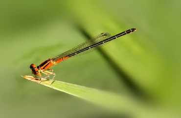 Dragon fly