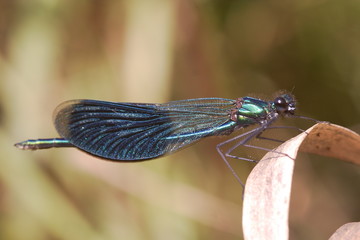 Blauflügel Prachtlibelle
