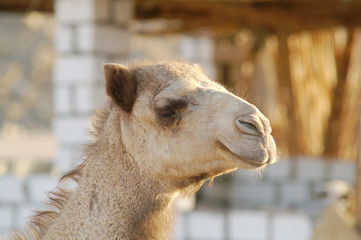 Obraz premium Camel 23