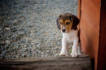 Beagle puppy