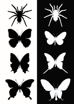Set insect.  Butterfly and spider.