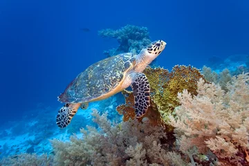 Zelfklevend Fotobehang Sea turtle on the coral reef © crisod
