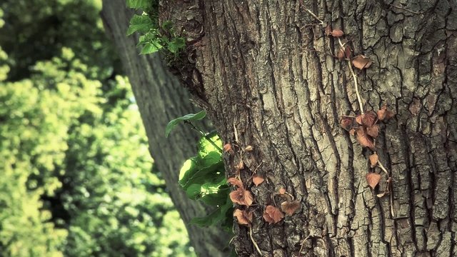 Massive tree