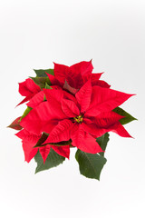 isolated red poinsettia