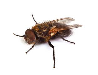 home fly macro