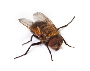 macro of home fly