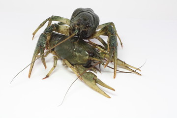 gray, delicious, alive two crayfish