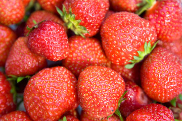 Many red barries of strawberry