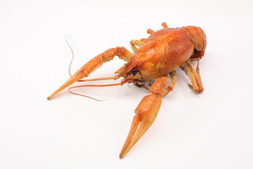 red, delicious, boiled crayfish lie on a white background