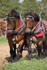Fototapeta premium Niederländische Zugpferde bei der Arbeit