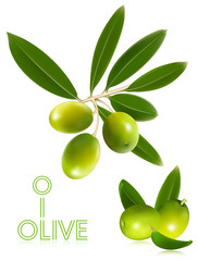 Photorealistic vector illustration. Green olives with leaves..