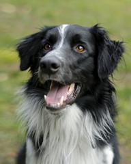 joschi der lachende Mischlingshund