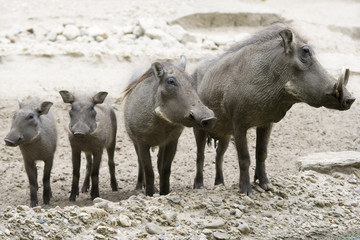 Warzenschweine wd333