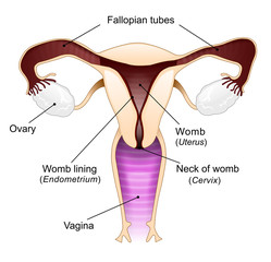 Vagina diagram
