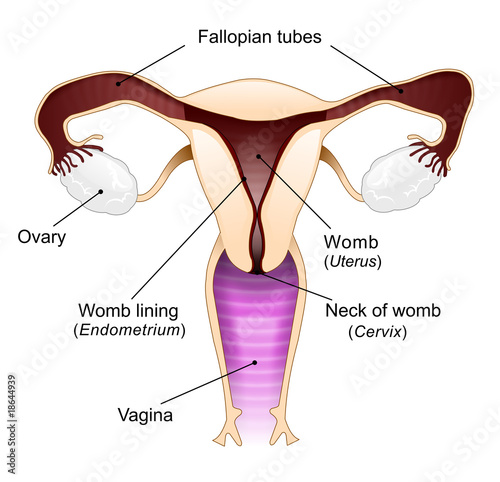 Vagina Diagram 92