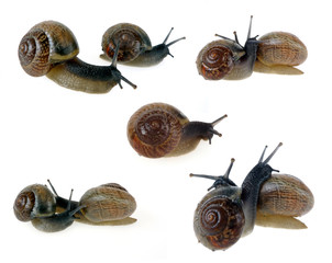set collection of snails