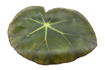feuille