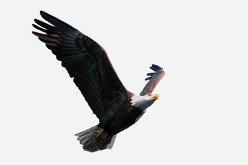 Isolated Bald Eagle