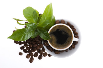 fresh coffee with coffee branch