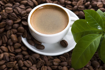 fresh coffee with coffee branch