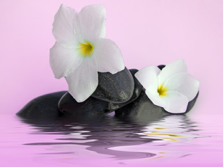 Fototapeta na wymiar composition rose galets noirs fleurs blanches frangipanier