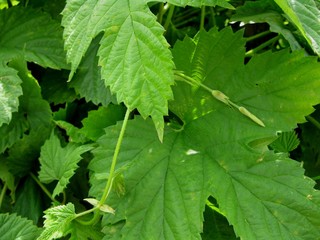 Green leaves