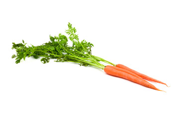 Carrot