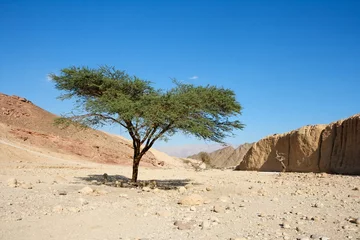 Crédence de cuisine en verre imprimé moyen-Orient Acacia tree in the desert near Eilat, Israel