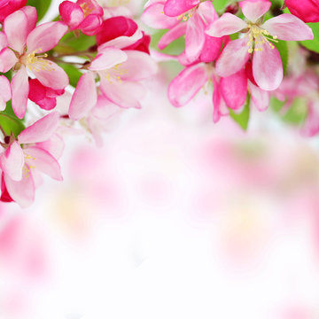Soft spring apple flowers background