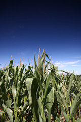 corn field