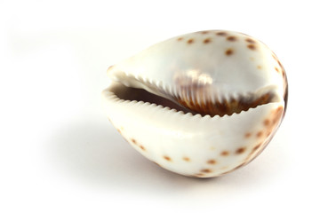 Shell isolated