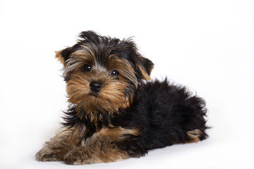 Dog, Yorkshire terrier puppy