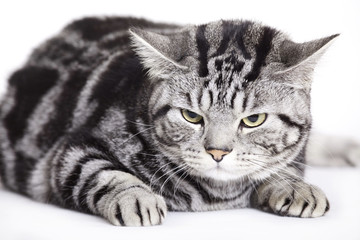 Cat, British Shorthair