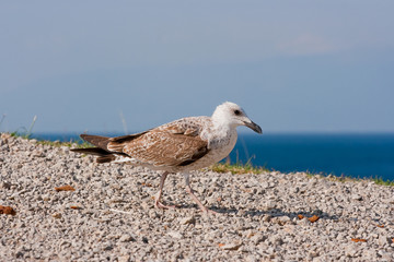 seagull