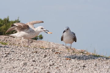 seagull