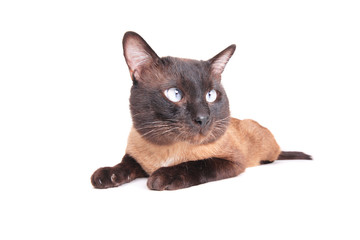 Siamese cat isolated on the white background