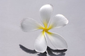 Fototapeta na wymiar Single beautiful frangipani