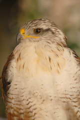 Halcón ferruginoso