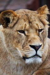 Lioness portrait