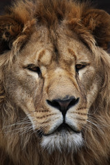 Lion's portrait