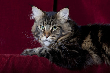 chat maine coon a l'air étrange aux yeux verts