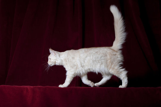 Chat De Race Maine Coon En Train De Marcher De Profil Stock Photo Adobe Stock